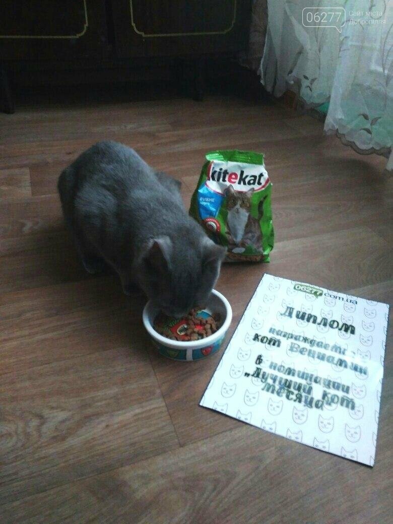 Награждён победитель фотоконкурса "Март - кошачий месяц"!, фото-1 Награждён победитель фотоконкурса "Март - кошачий месяц"!, фото-1