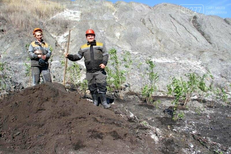 На территории породоотвала Добропольской ЦОФ высадят 3 тыся..., фото-2 На территории породоотвала Добропольской ЦОФ высадят 3 тысячи деревьев, фото-2