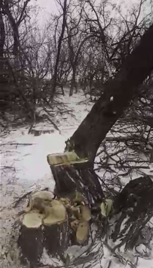 деревья4