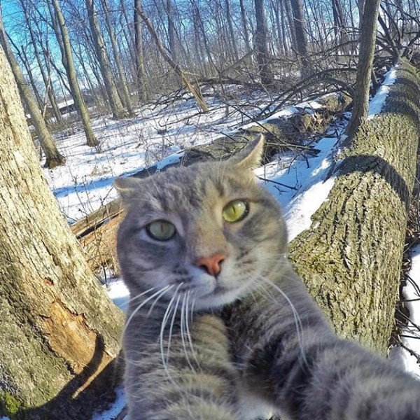 dlyakota.ru_kotofotosessiya_kot-nauchilsya-delat-krutye-selfi-35-foto_3